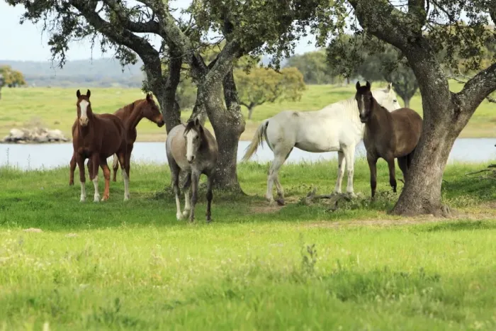 Framed Print : Arabic Horses - sheltering from heat in shade, Alentejo, Portugal Framed Print : Arabic Horses - sheltering from heat in shade, Alentejo, Portugal