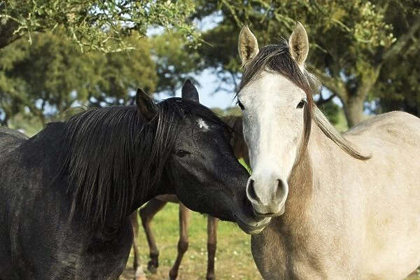 Arabic Horses - stallion with mare, Alentejo, Portugal