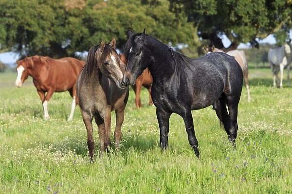 Arabic Horses - stallion and mare, Alentejo, Portugal