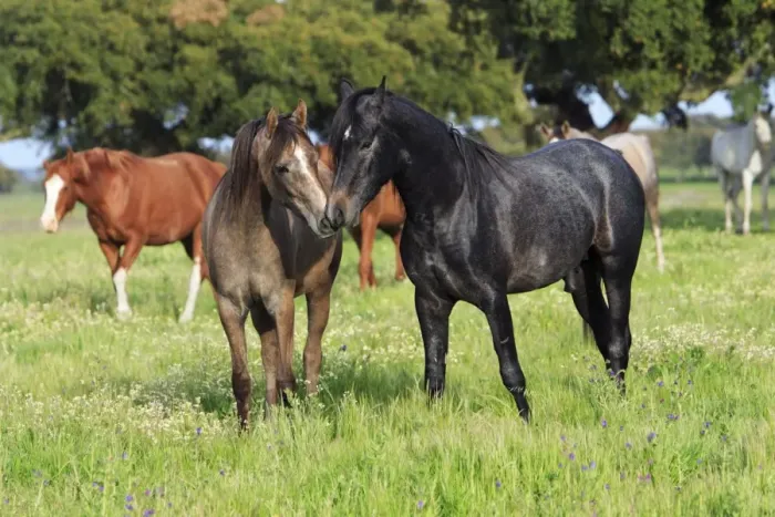 Framed Print : Arabic Horses - stallion and mare, Alentejo, Portugal
