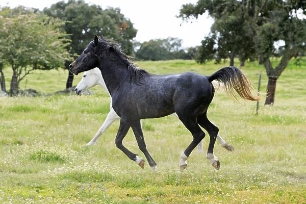 Arabic Horses - stallion and mare, trotting, Alentejo, Portugal