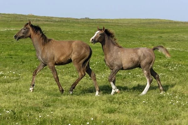 Arabic Horses - trotting on meadow, Altentejo, Portugal