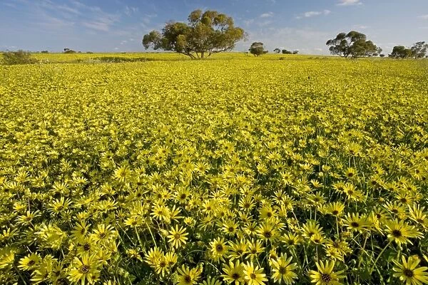 Arable field dominated by a non-native yellow daisy - near Mingenew, south-west Australia