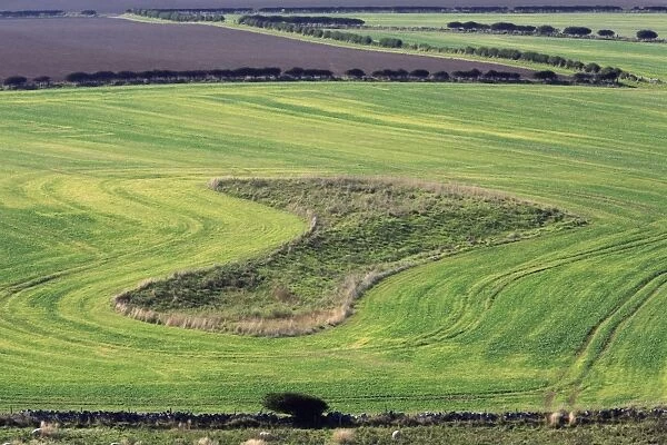 Arable Fields - hedges and fallow land beside North Sea coast, Northumberland, England