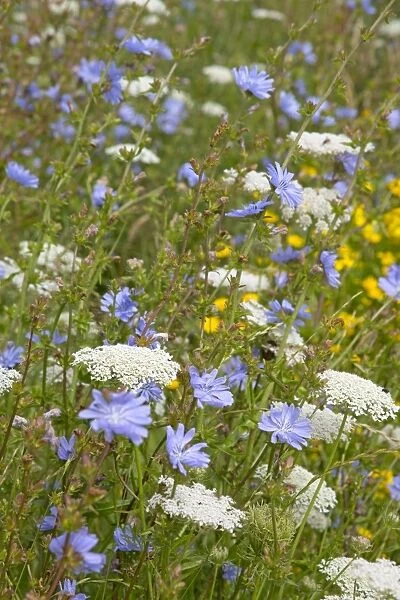 Arable Flowers - Summer - Mewslade - Gower, Wales, UK