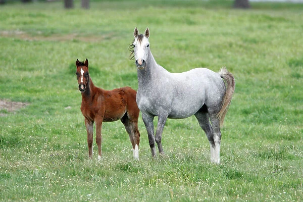 Aracic Horse - mare and foal on meadow, Alentejo, Portugal
