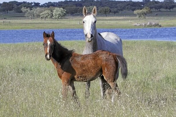 Aracic Horse - mare and foal on water meadow, Alentejo, Portugal
