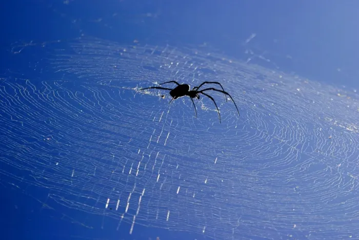 Framed Print : Araignee geante a toile doree. Nephila comorana Araigne gante toile dore. Nephila comorana Framed Print : Araignee geante a toile doree. Nephila comorana Araigne gante toile dore. Nephila comorana