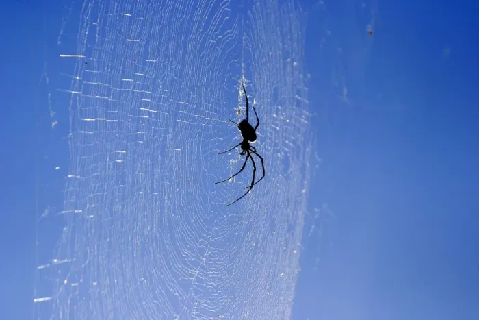 Framed Print : Araignee geante a toile doree. Nephila comorana Araigne gante toile dore. Nephila comorana Framed Print : Araignee geante a toile doree. Nephila comorana Araigne gante toile dore. Nephila comorana