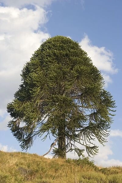 Araucaria  /  Monkey Puzzle  /  Chile Pine Tree. Photographed in Neuquen Province, Argentina