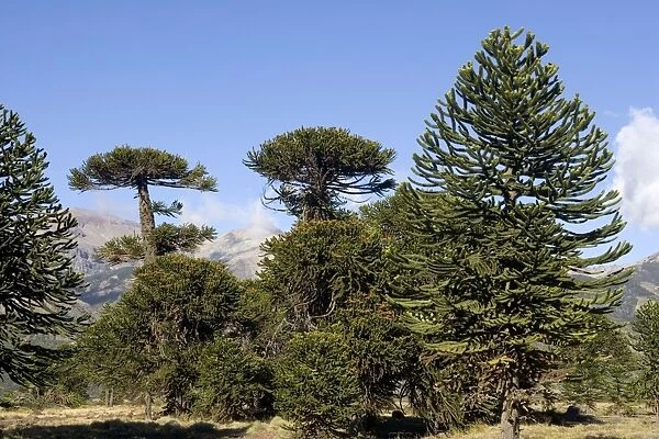 Araucaria  /  Monkey Puzzle  /  Chile Pine Tree. Photographed in Neuquen Province. Lanin National Park. Argentina