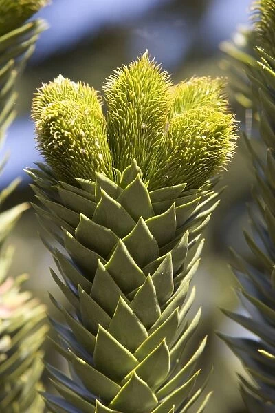 Araucaria  /  Monkey Puzzle  /  Chile Pine Tree - Young male cones Photographed in Neuquen Province, Argentina