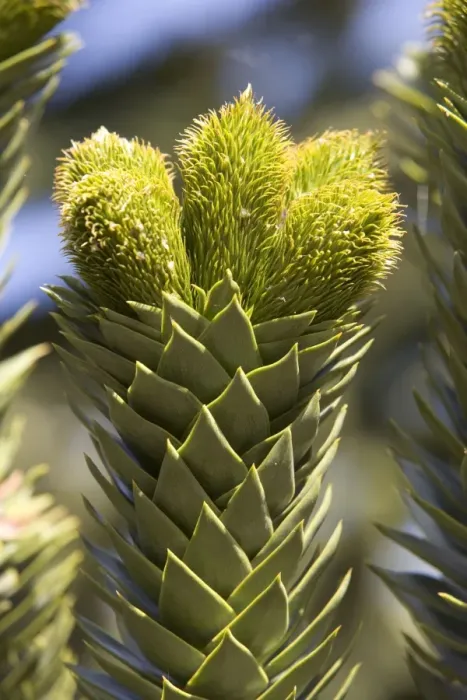 Framed Print : Araucaria / Monkey Puzzle / Chile Pine Tree - Young male cones Photographed in Neuquen Province, Argentina Framed Print : Araucaria / Monkey Puzzle / Chile Pine Tree - Young male cones Photographed in Neuquen Province, Argentina