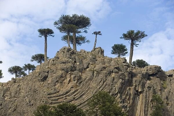 Araucaria  /  Monkey Puzzle  /  Chile Pine Trees growing on top of a lava cliff with prismatic joints. Road to Pino Hachado from Las Lajas, Neuquen Province, Argentina