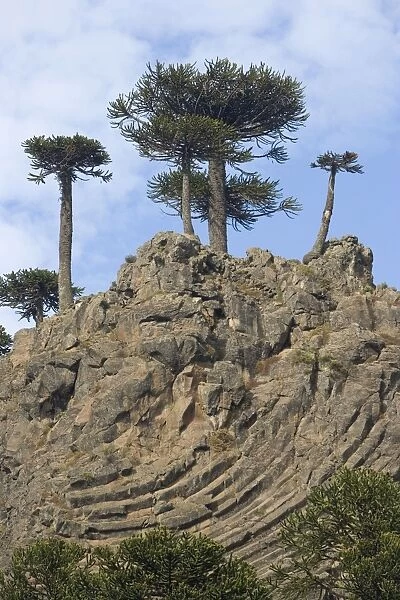 Araucaria  /  Monkey Puzzle  /  Chile Pine Trees growing on top of a lava cliff with prismatic joints. Road to Pino Hachado from Las Lajas