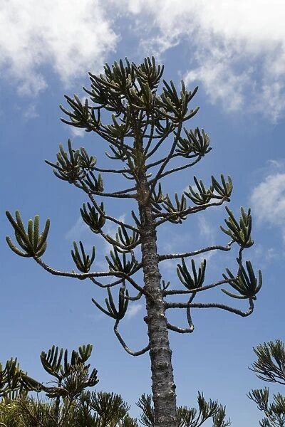 Araucaria tree in the highlands of New Caledonia