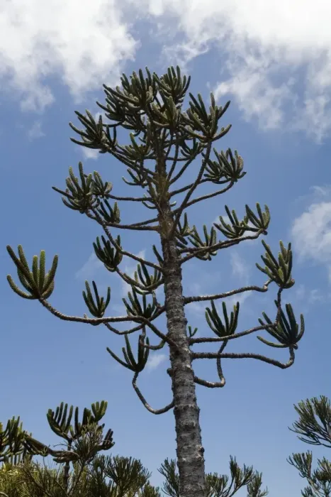 Framed Print : Araucaria tree in the highlands of New Caledonia Framed Print : Araucaria tree in the highlands of New Caledonia