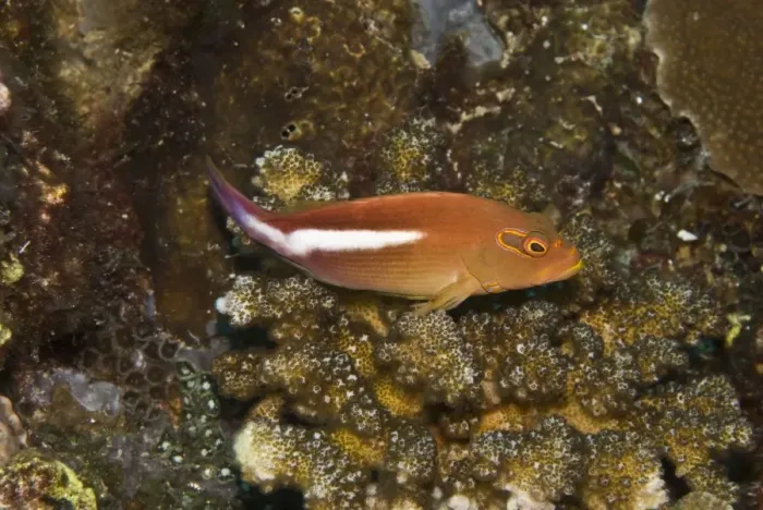 Framed Print : Arc-eye Hawkfish - Usually seen perched on coral watching out for small fishes it's most common prey - Papua New Guinea Framed Print : Arc-eye Hawkfish - Usually seen perched on coral watching out for small fishes it's most common prey - Papua New Guinea