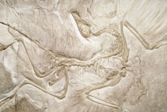 Framed Print : Archaeopteryx Fossil - 3 feet long, link between reptiles & birds, upper Jurassic Period 152 m. y. a Framed Print : Archaeopteryx Fossil - 3 feet long, link between reptiles & birds, upper Jurassic Period 152 m. y. a