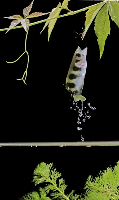 Framed Print : Archer fish – side view, jumping for insect. Dist: Asia Framed Print : Archer fish – side view, jumping for insect. Dist: Asia