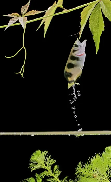Framed Print : Archer fish – side view, jumping for insect. Dist: Asia Framed Print : Archer fish – side view, jumping for insect. Dist: Asia
