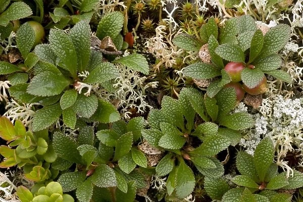 Arctic bearberry (Arctostaphylos alpinus = Arctous alpinus). Norway