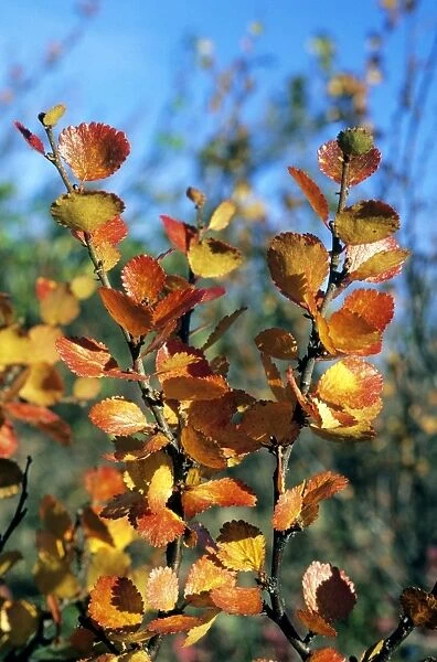 Arctic Birch  /  Dwarf Birch - leaves in autumn - most typical plant in semi-tundra near Dudinka, Yenisey river basin, Russian Arctic. August. Di32. 0194