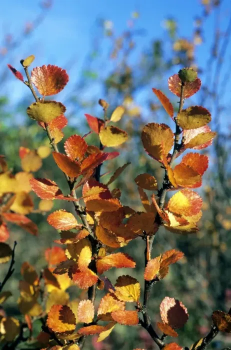 Framed Print : Arctic Birch / Dwarf Birch - leaves in autumn - most typical plant in semi-tundra near Dudinka, Yenisey river basin, Russian Arctic. August. Di32. 0194 Framed Print : Arctic Birch / Dwarf Birch - leaves in autumn - most typical plant in semi-tundra near Dudinka, Yenisey river basin, Russian Arctic. August. Di32. 0194