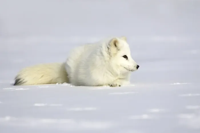 Framed Print : Arctic Fox Minnesota USA