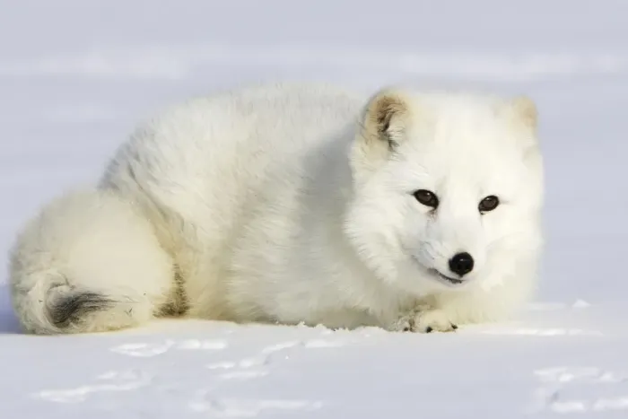 Framed Print : Arctic Fox Minnesota USA Framed Print : Arctic Fox Minnesota USA
