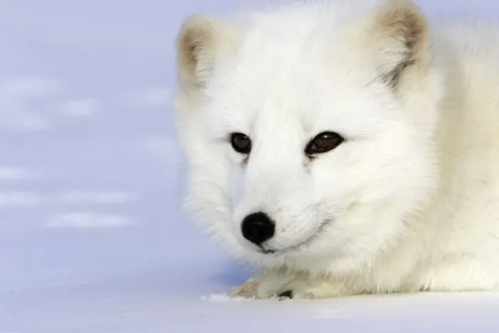 Framed Print : Arctic Fox Minnesota USA Framed Print : Arctic Fox Minnesota USA