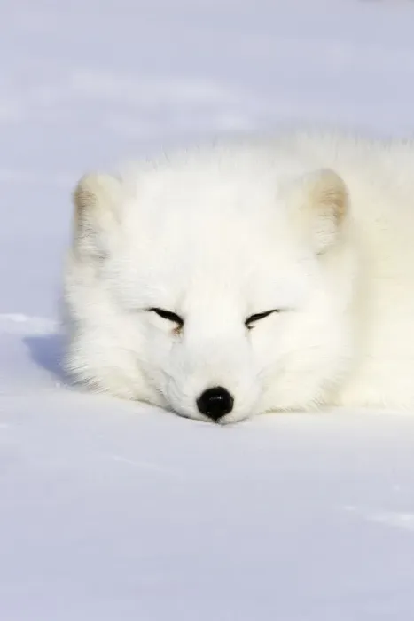 Framed Print : Arctic Fox Minnesota USA Framed Print : Arctic Fox Minnesota USA