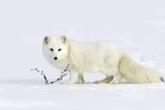 Framed Print : Arctic Fox Minnesota USA Framed Print : Arctic Fox Minnesota USA