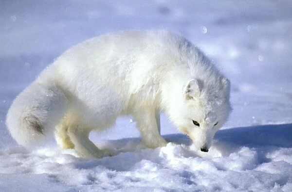 Arctic Fox searches for food, sniffing lemmings and other food under deep snow on Kara sea shore. Typical in tundra of Taimyr peninsula, North of Siberia, Russian Arctic, winter. Di33. 0817