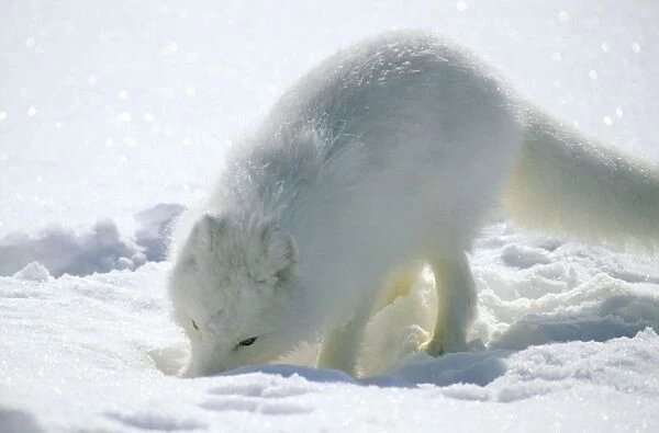 Arctic Fox searches for food, sniffing lemmings and other food under deep snow and then digging it out, on Kara sea shore. Typical in tundra of Taimyr peninsula, North of Siberia, Russian Arctic, winter. Di33. 0897