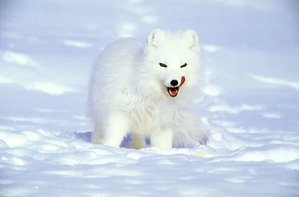Arctic Fox searches for food, sniffing lemmings and other food under deep snow and then digging it out, on Kara sea shore. Typical in tundra of Taimyr peninsula, North of Siberia, Russian Arctic, winter. Di33. 1042