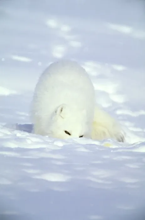 Framed Print : Arctic Fox searches for food, sniffing lemmings and other food under deep snow and then digging it out, on Kara sea shore. Typical in tundra of Taimyr peninsula, North of Siberia, Russian Arctic, winter. Di33. 1032 Framed Print : Arctic Fox searches for food, sniffing lemmings and other food under deep snow and then digging it out, on Kara sea shore. Typical in tundra of Taimyr peninsula, North of Siberia, Russian Arctic, winter. Di33. 1032