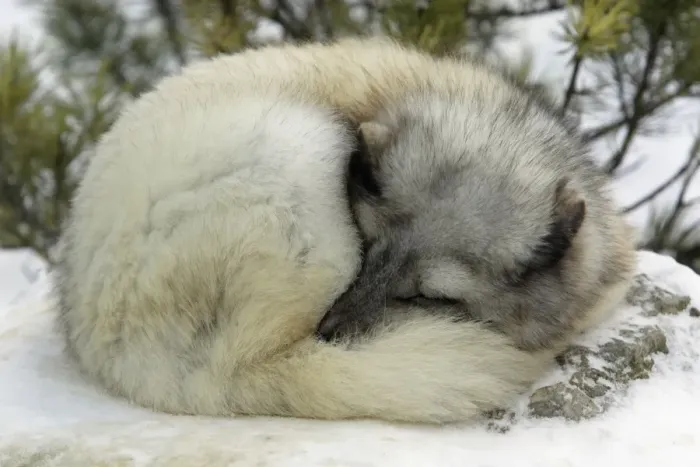 Framed Print : Arctic Fox - In winter with winter coat. Sleeping curled up in snow Framed Print : Arctic Fox - In winter with winter coat. Sleeping curled up in snow