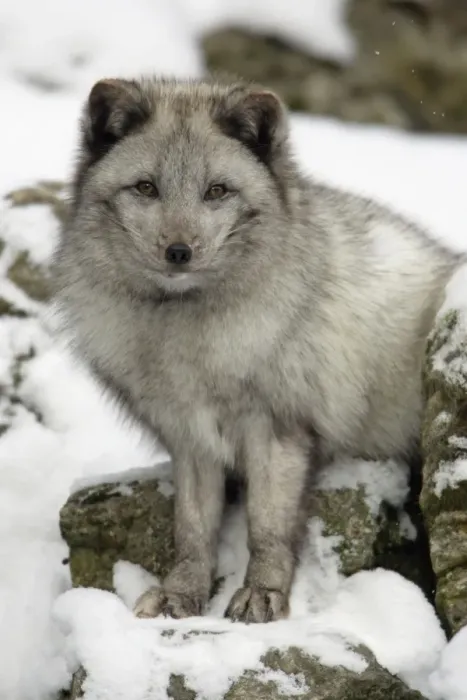 Framed Print : Arctic Fox - In winter with winter coat Framed Print : Arctic Fox - In winter with winter coat