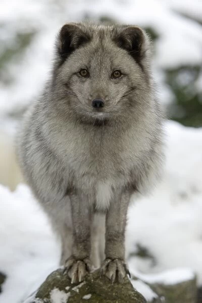 Arctic Fox - In winter with winter coat