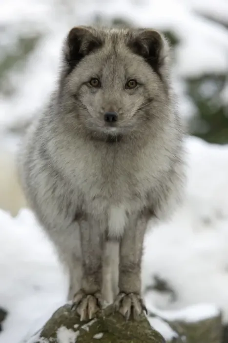 Framed Print : Arctic Fox - In winter with winter coat Framed Print : Arctic Fox - In winter with winter coat