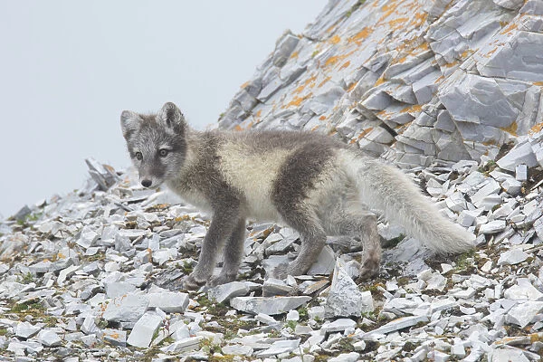 Arctic Fox - young cub in summer - Svalbard, Norway