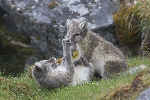 Arctic Fox, - young cubs playing - Svalbard, Norway