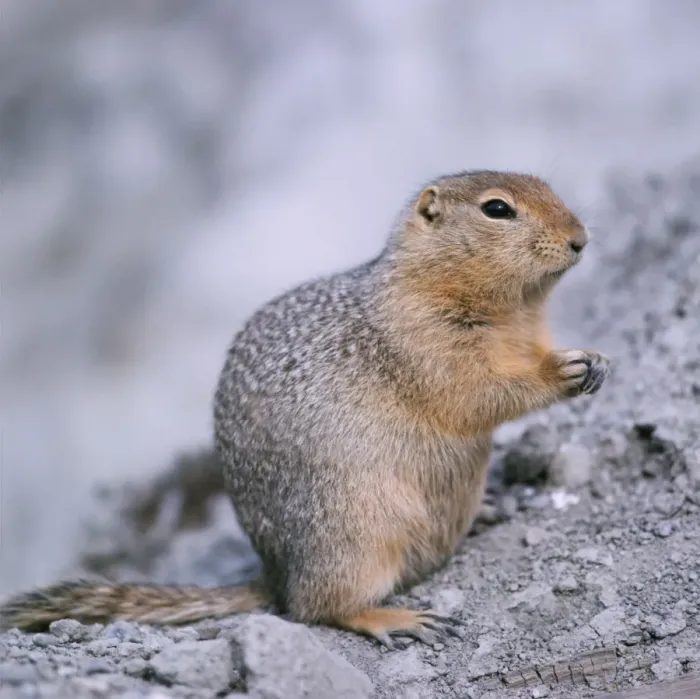Framed Print : Arctic Ground Squirrel Framed Print : Arctic Ground Squirrel