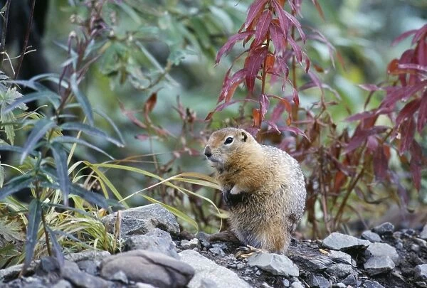 Arctic Ground Squirrel Alaska