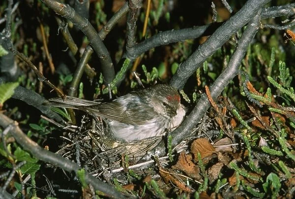 Arctic  /  Hoary Redpoll - female at nest