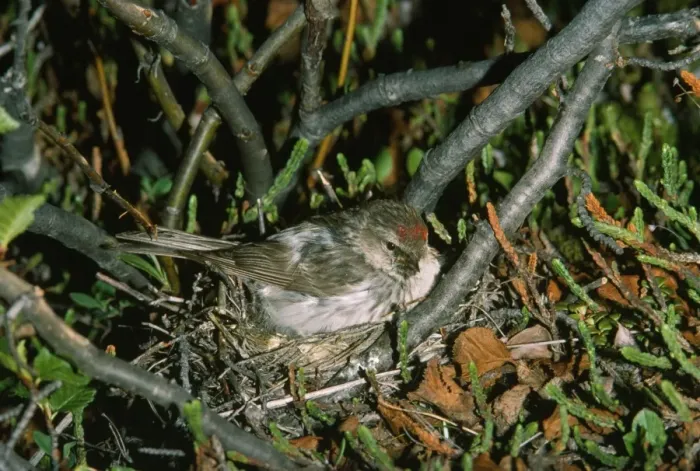 Framed Print : Arctic / Hoary Redpoll - female at nest Framed Print : Arctic / Hoary Redpoll - female at nest