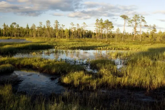 Framed Print : Arctic landscape - bog, lake and coniferous woodland near Muddus National Park, Sweden Framed Print : Arctic landscape - bog, lake and coniferous woodland near Muddus National Park, Sweden