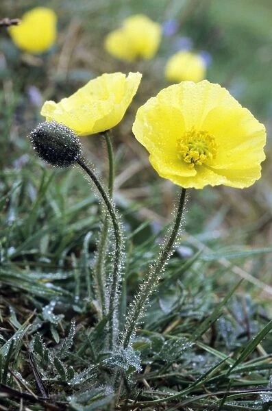 Arctic Poppy flowering in tundra near Dikson, typical plant in Russian Arctic. Summer, August. Di32. 0206