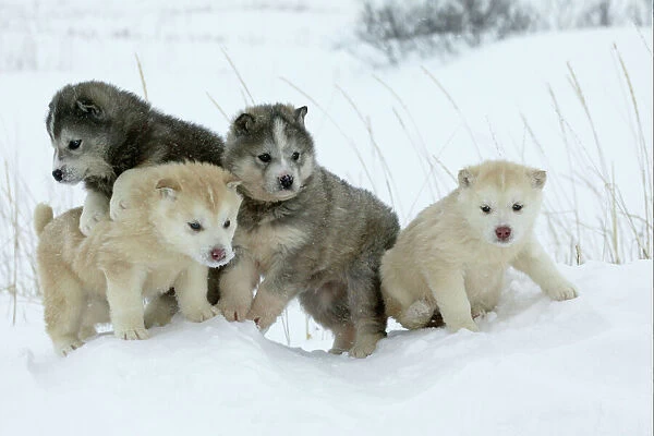 Arctic  /  Siberian Husky - litter of four puppies in snow. Churchill. Manitoba. Canada